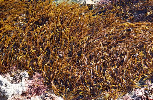 Schmitzia hiscockiana